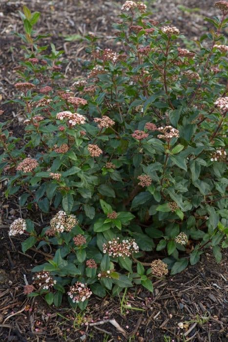 laurustinus 'Purpureum'