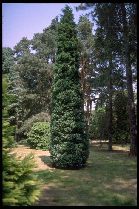 Lawson's cypress 'Grayswood Pillar'