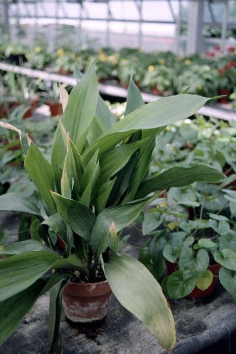 common aspidistra