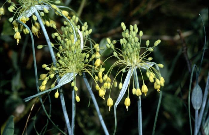 yellow-flowered garlic