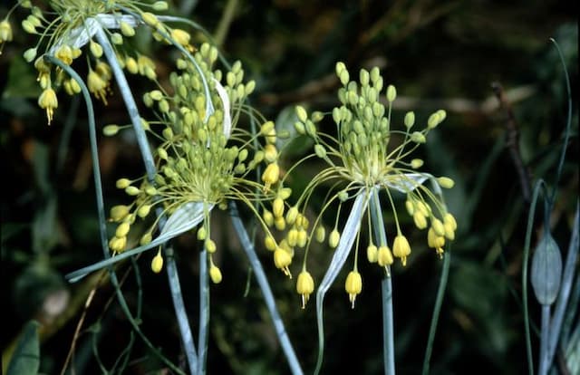 Yellow-flowered garlic