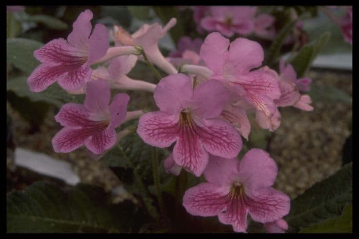 Cape primrose 'Stella'