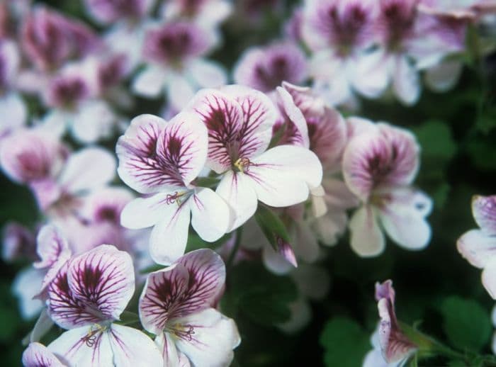 pelargonium 'Roller's Shadow'