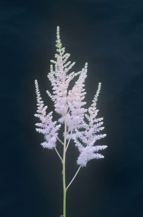 Chinese astilbe 'Milk and Honey'