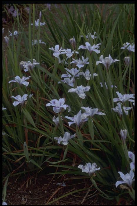 iris 'Broadleigh Carolyn'