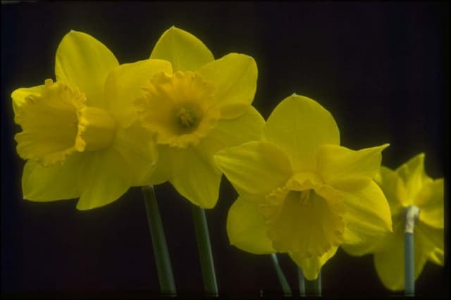 Daffodil 'Golden Rapture'