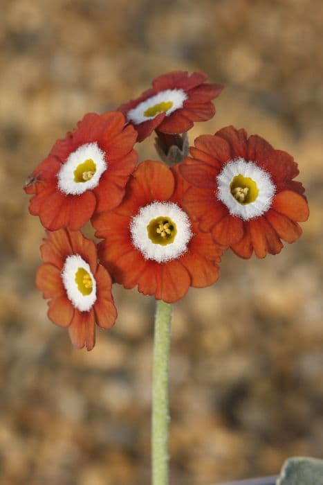 auricula 'Brownie'