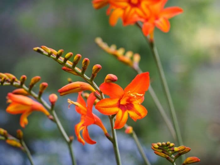 montbretia 'Scorchio'