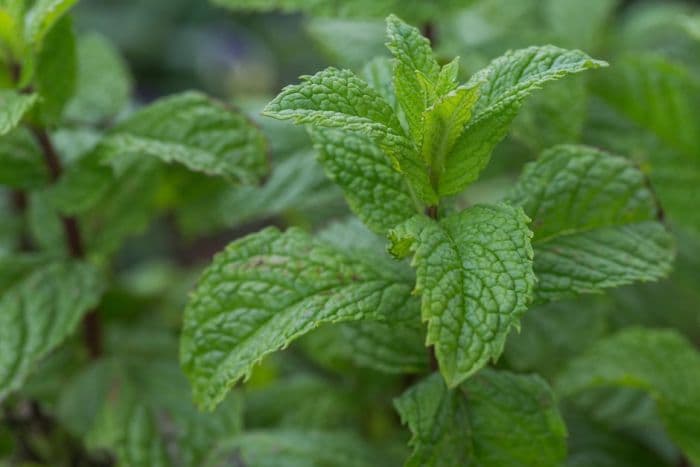 spearmint 'Tashkent'