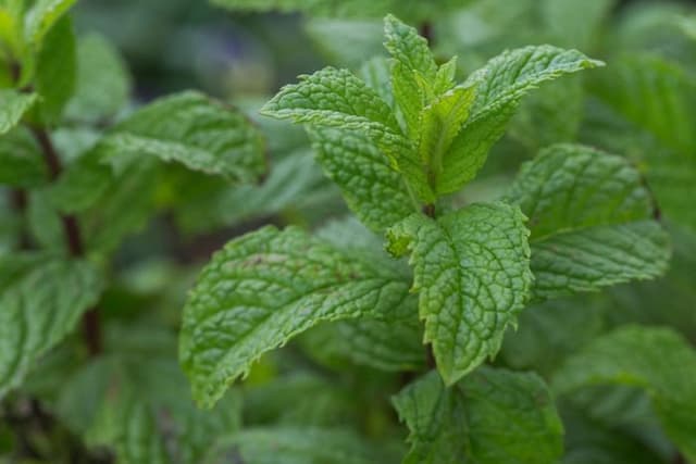 Spearmint 'Tashkent'