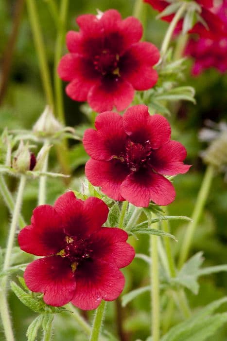 scarlet cinquefoil 'Monarch's Velvet'