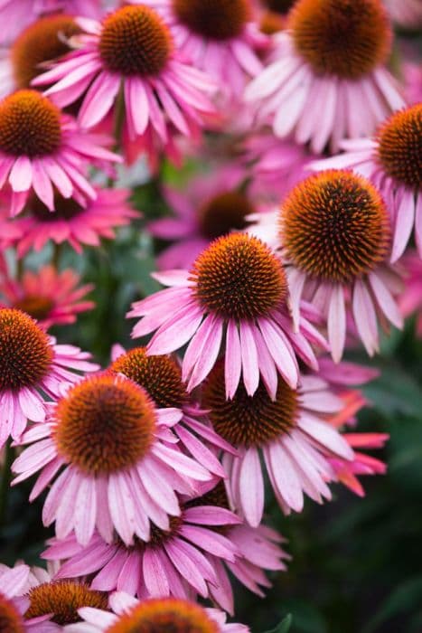 coneflower [Mooodz Sympathy]