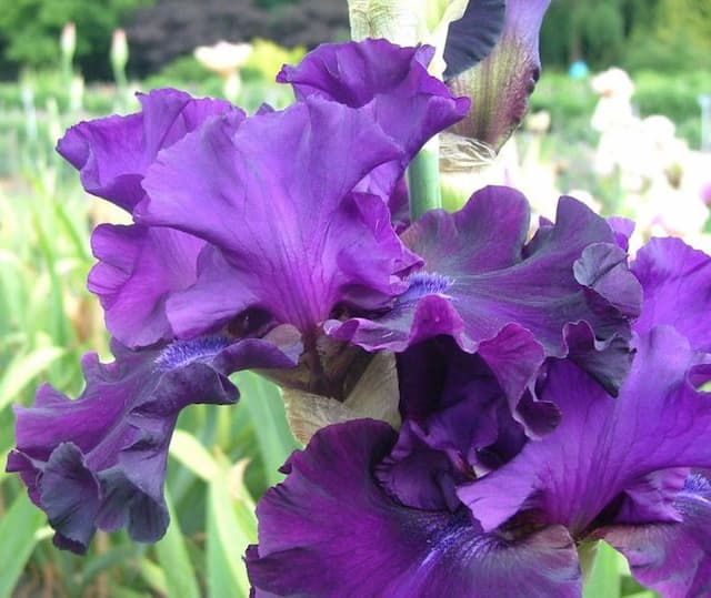 Iris 'Diabolique'