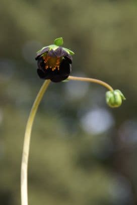 Dahlia 'Mexican Black'