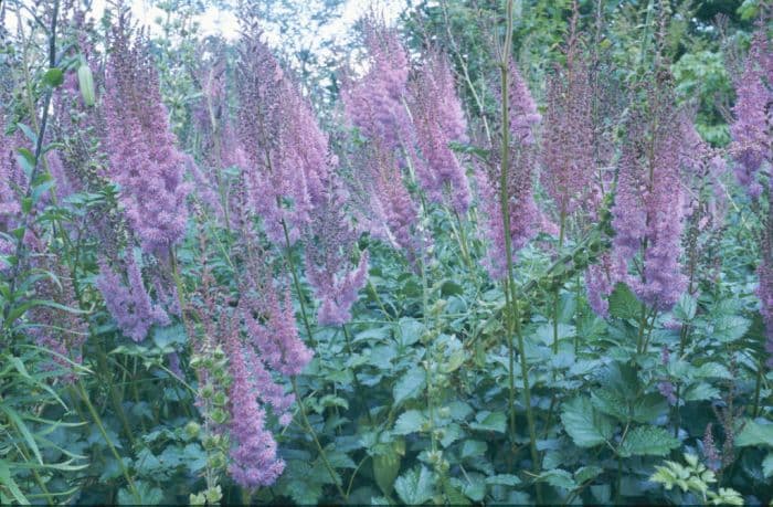 astilbe 'Superba'