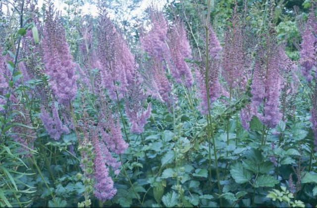 Astilbe 'Superba'