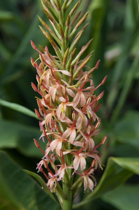 ginger lily 'Sorung'