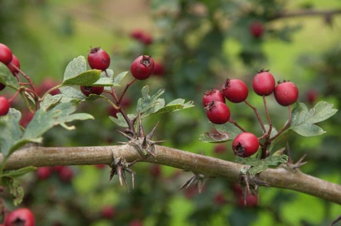 hawthorn 'Ferox'