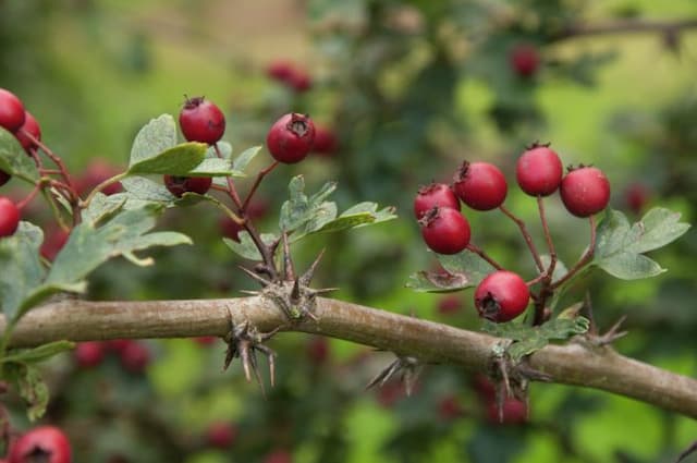 Hawthorn 'Ferox'