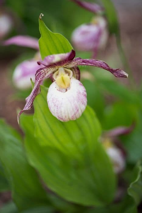 lady's slipper orchid Francis gx