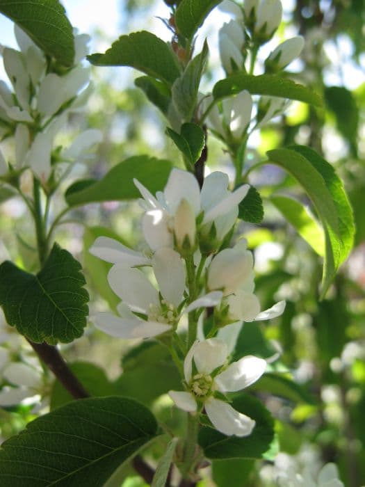 alder-leaved serviceberry 'Obelisk'