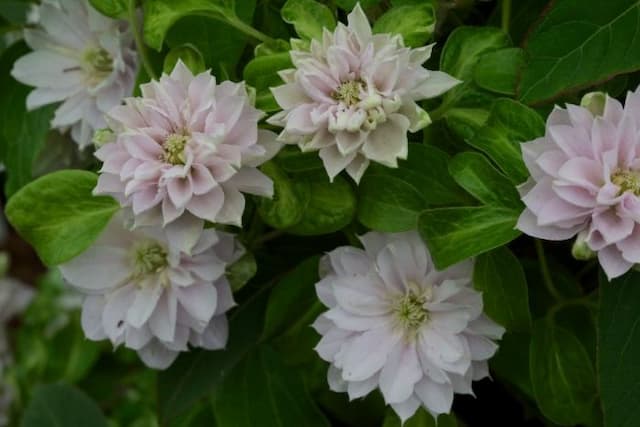 Clematis [Dancing Queen]