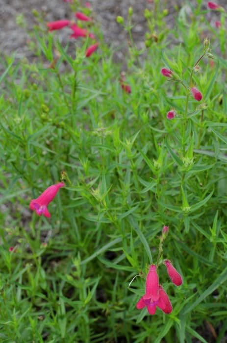 penstemon 'Elgar Firefly'