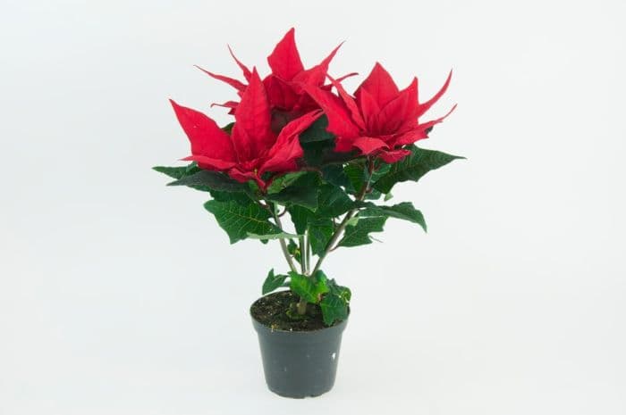 poinsettia [Jester Red]