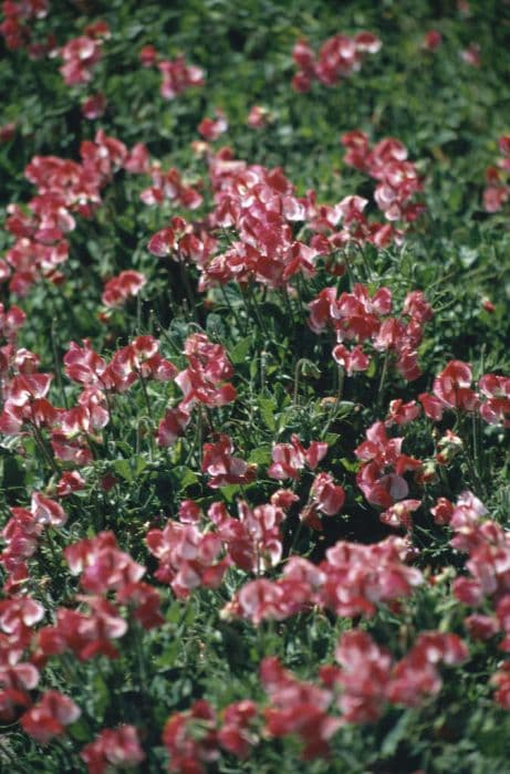 sweet pea 'Pinocchio'