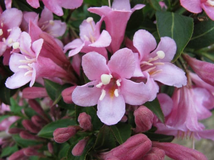 weigela [Pink Poppet]