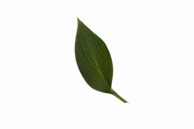 Plantain lily 'Devon Green'
