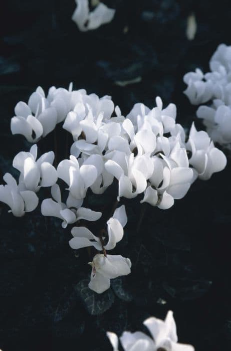 cyclamen 'Miracle White'