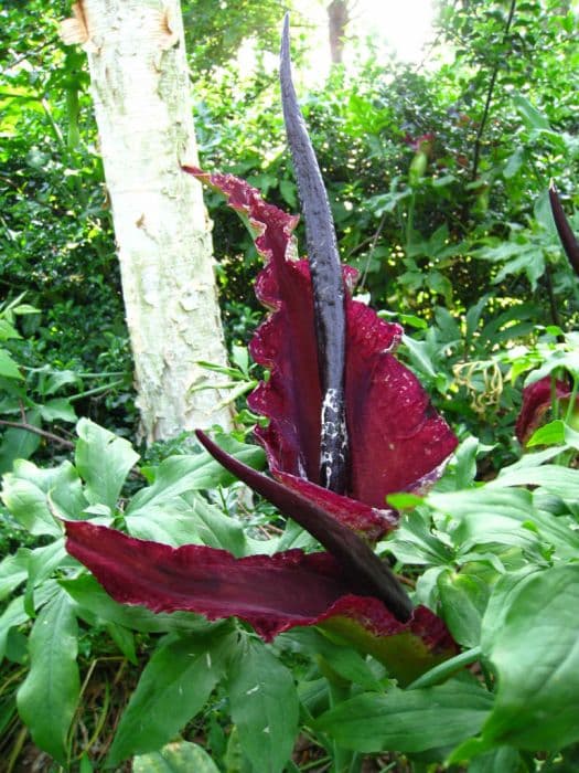 dragon arum