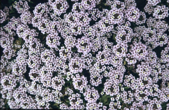 sweet alyssum 'Easter Bonnet Lavender'