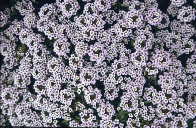 Sweet alyssum 'Easter Bonnet Lavender'