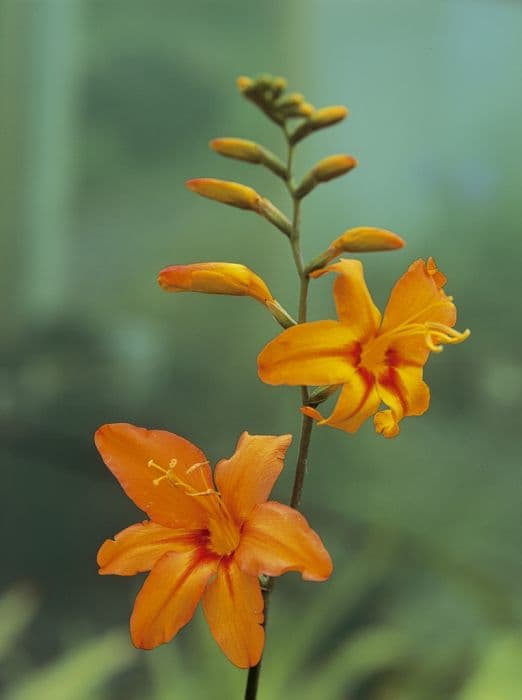 montbretia 'Zambesi'