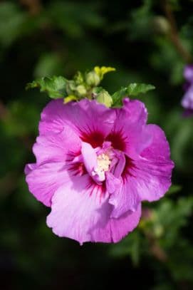 Common Hibiscus 'Eruption'