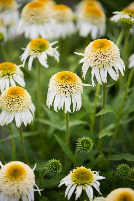 coneflower 'Papallo Semi-Double White'