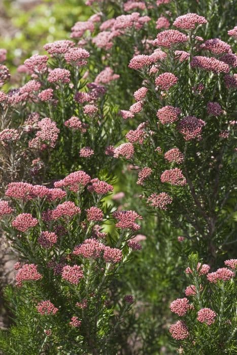 sea rosemary