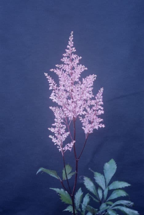 astilbe 'Lollipop'