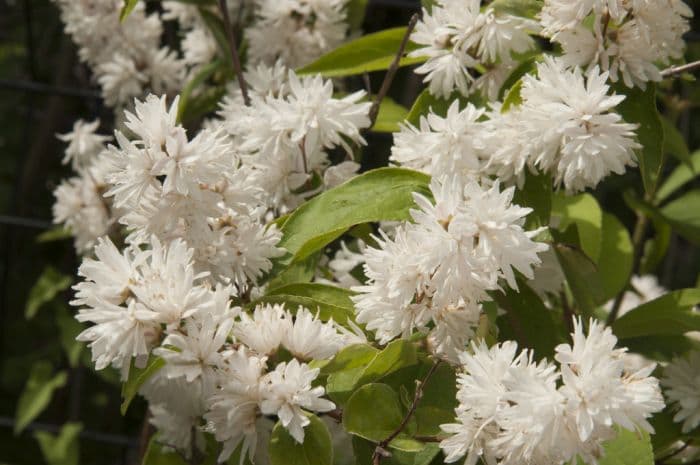 deutzia 'Candidissima'