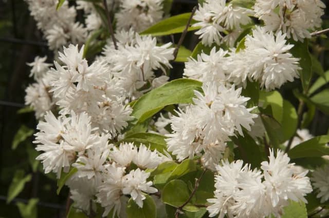 Deutzia 'Candidissima'