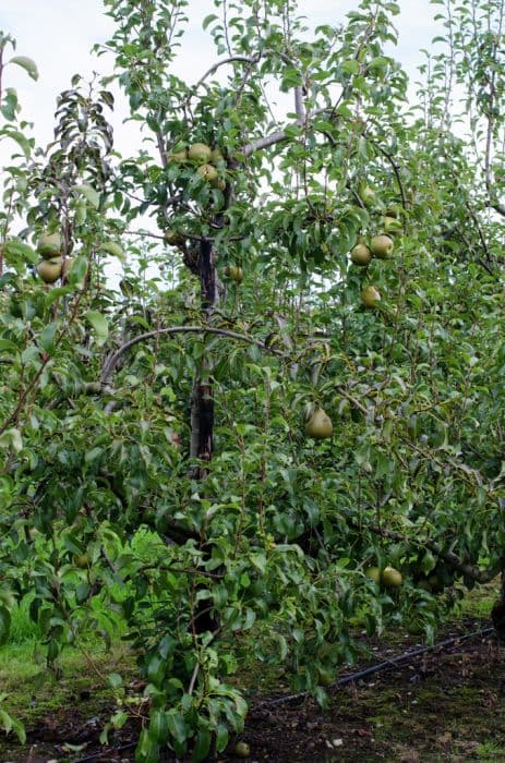 pear 'Fondante d'Automne'