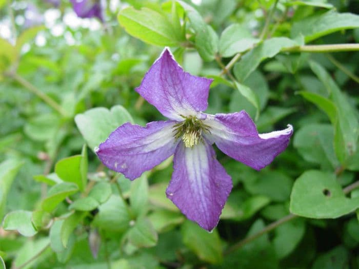 purple clematis