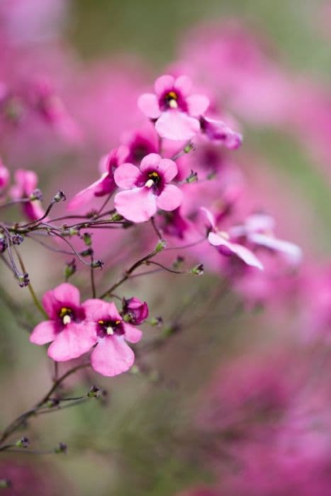 masked twinspur