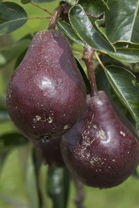 pear 'Red Sensation Bartlett'