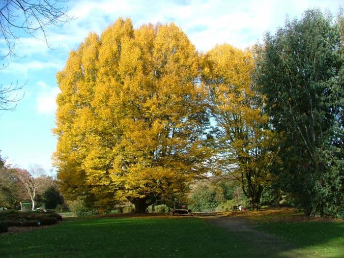 common hornbeam