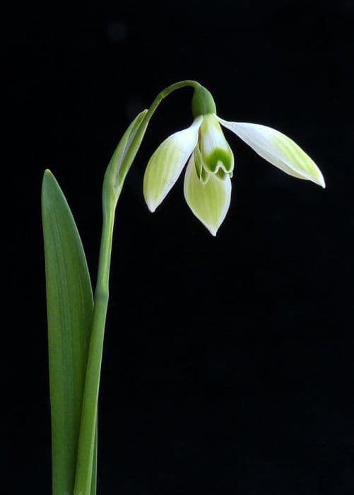 snowdrop 'Cowhouse Green'