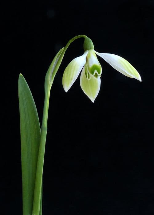 Snowdrop 'Cowhouse Green'