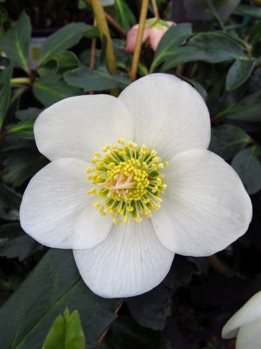 Christmas rose 'HGC Joshua'